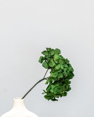 Alternative view of Hortensia Standard - konserverede blomster