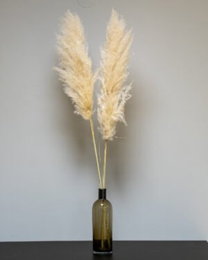 Fluffy Pampasgræs Super – Imponerende Evighedsgræs (110–120 cm) - 3st 11 Forever Flora Dk