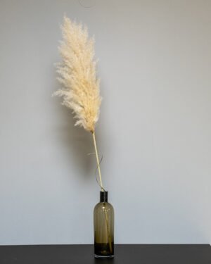 Fluffy Pampasgræs Super – Imponerende Evighedsgræs (110–120 cm) - 3st 10 Forever Flora Dk