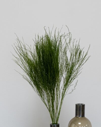 Alternative view of Eksklusiv Konserveret Tiki-bregne (40-60 cm) – Bundt med 7-8 Stængler