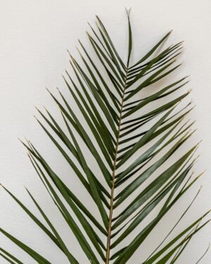 Alternative view of Phoenix Palm Grön - Konserverede planter