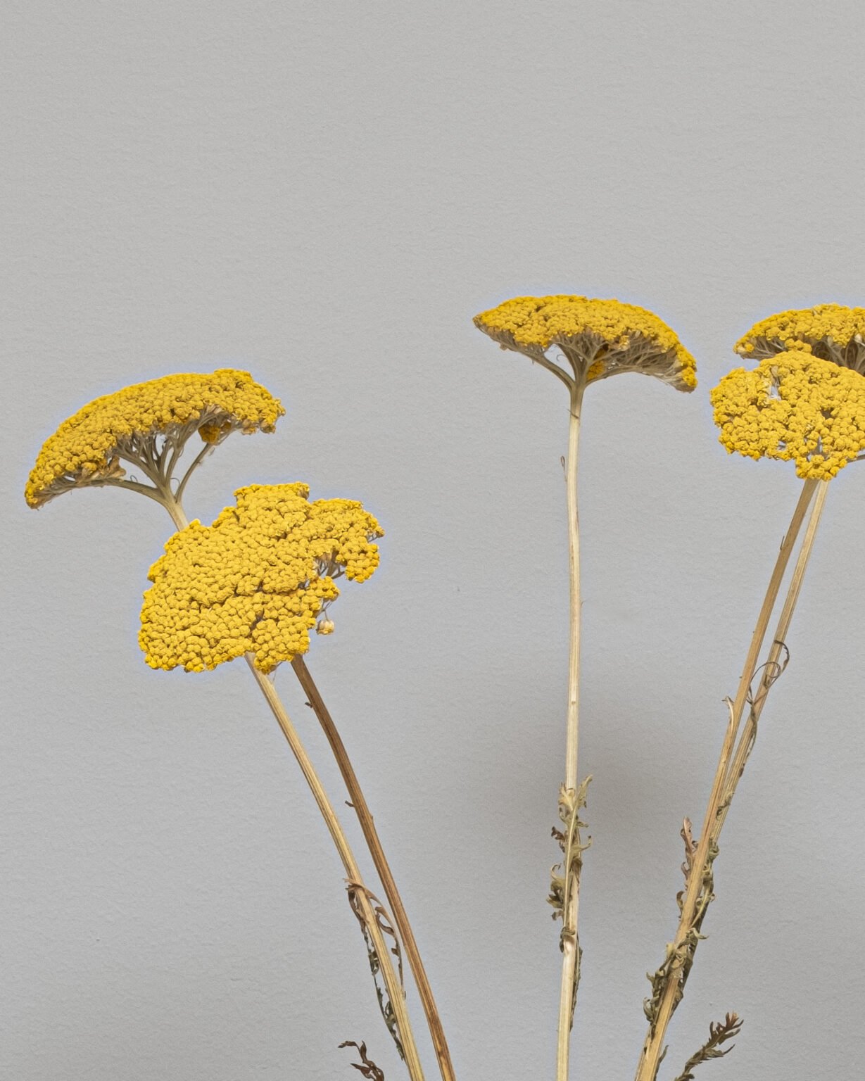 Achillea, røllike-slægten Naturlig - Tørrede blomster - Image 2