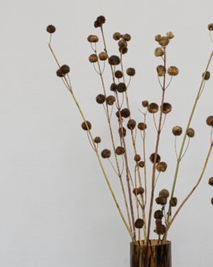 Alternative view of Callicarpa Natural - Tørrede blomster