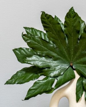 Konserverede Aralia 9 Forever Flora Dk