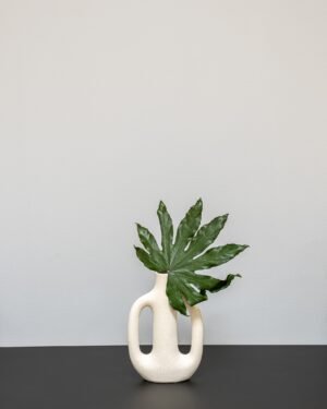 Konserverede Aralia 8 Forever Flora Dk