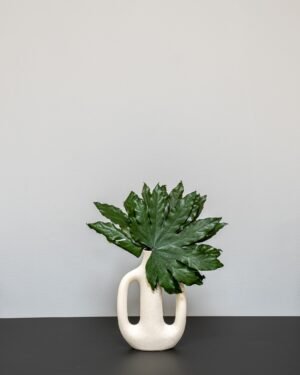 Konserverede Aralia 7 Forever Flora Dk