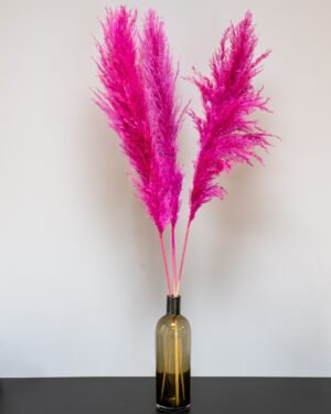 Fluffy Pampasgræs Super – Imponerende Evighedsgræs (110–120 cm) - 3st 12 Forever Flora Dk