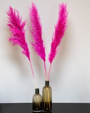 Fluffy Pampasgræs Super – Imponerende Evighedsgræs (110–120 cm) - 3st 14 Forever Flora Dk