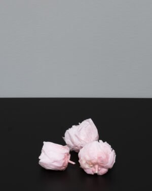 Eksklusive Konserverede Pæoner – Naturtro Evighedsblomster (3 stk.) 6 Peony