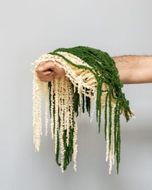 Konserveret Amaranthus