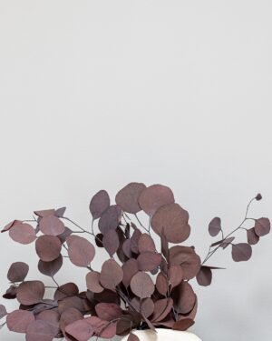Alternative view of Eksklusiv Konserveret Eucalyptus Populus – Naturtro Evighedsgrønt (50-60 cm)