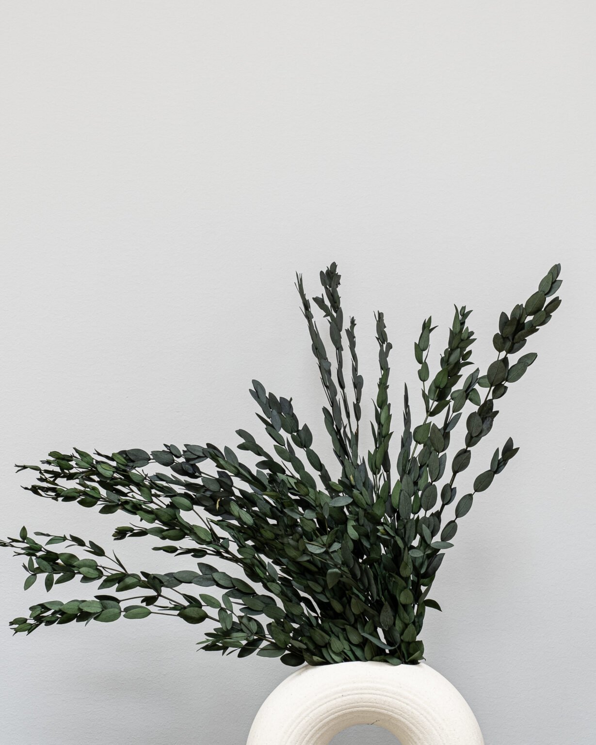 Eucalyptus Parvifolia - konserverede planter - Image 2