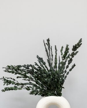 Eksklusiv Konserveret Eucalyptus Parvifolia – Naturtro Evighedsgrønt (50 cm) 4 Forever Flora Dk