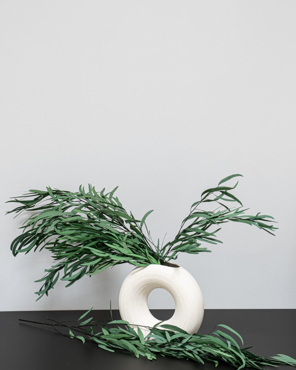 Eucalyptus Nicoli - konserverede planter - Image 5