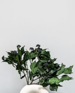 Eksklusiv Konserveret Efeu (Murreva Ivy) – Naturtro Evighedsgrønt (100g) 10 Forever Flora Dk