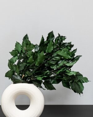 Eksklusiv Konserveret Efeu (Murreva Ivy) – Naturtro Evighedsgrønt (100g) 9 Forever Flora Dk