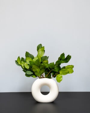 Konserveret Salal