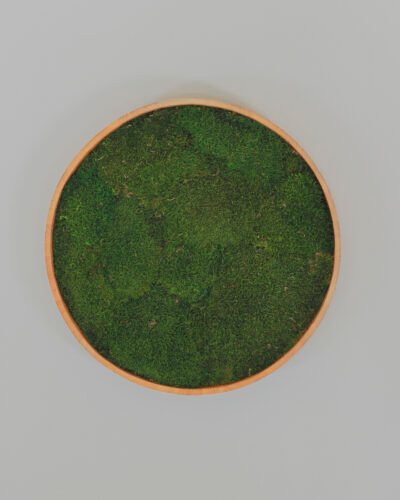 Alternative view of Runde Mosbilleder med Ægte Fladt Mos – Plantevæg