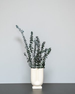 Konserveret Eucalyptus Baby Blue
