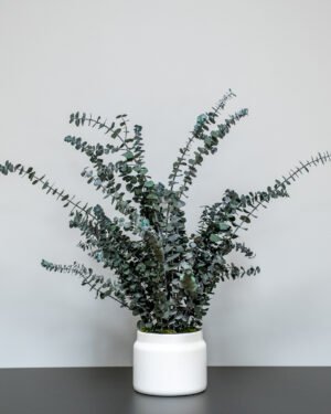 Konserveret Eucalyptus Baby Blue Potteplante