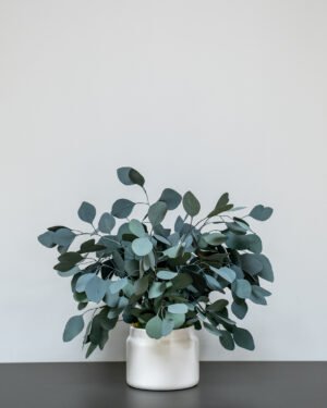 Konserveret Eucalyptus Populus Potteplante