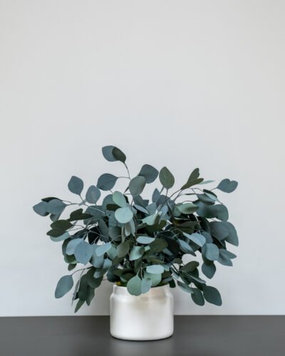 Konserveret Eucalyptus Populus Potteplante