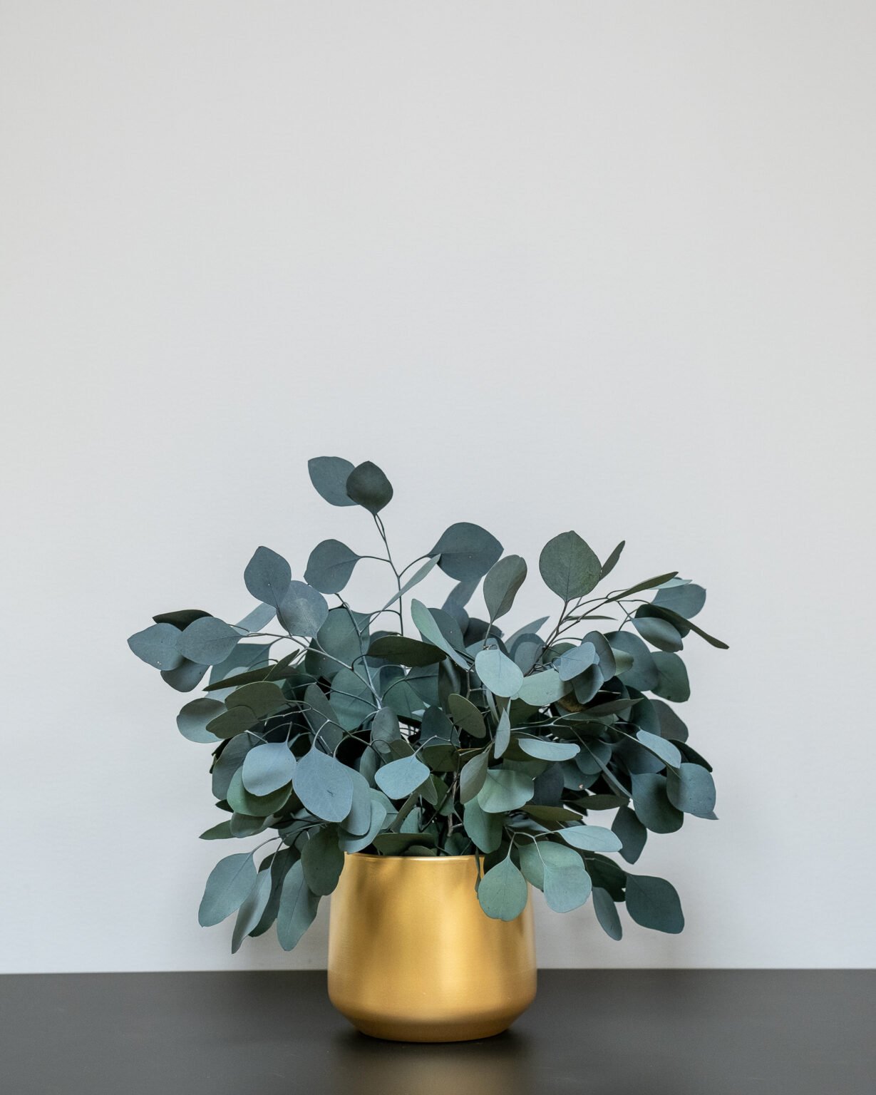 Stueplanter Eucalyptus Populus - Image 5