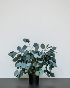 Forever Flora Dk