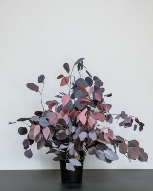 Forever Flora Dk