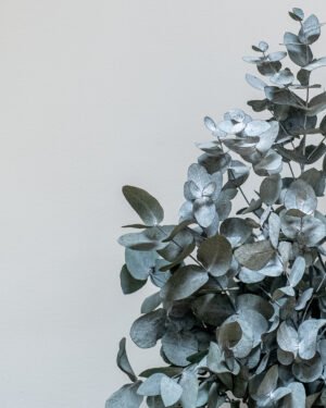 Alternative view of Eksklusiv Konserveret Eucalyptus Cinerea Potteplante – Naturtro (60/80 cm)