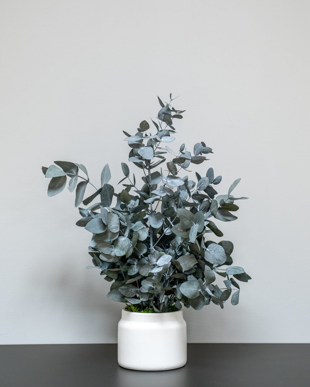 Stueplanter Eucalyptus Cinerea