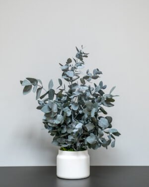 Konserveret Eucalyptus Cinerea Potteplante