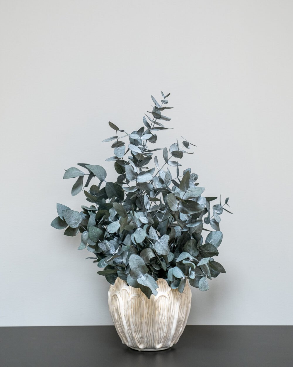 Stueplanter Eucalyptus Cinerea - Image 4