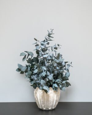 Eksklusiv Konserveret Eucalyptus Cinerea Potteplante – Naturtro (60/80 cm) 11 Forever Flora Dk