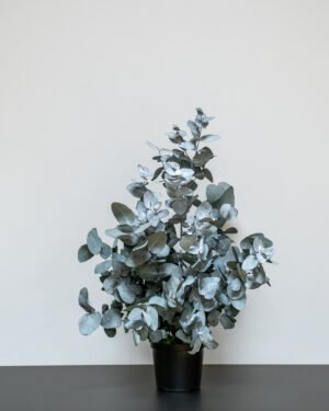 Eksklusiv Konserveret Eucalyptus Cinerea Potteplante – Naturtro (60/80 cm) 14 Forever Flora Dk
