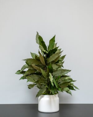 Konserveret Kastanje Potteplante