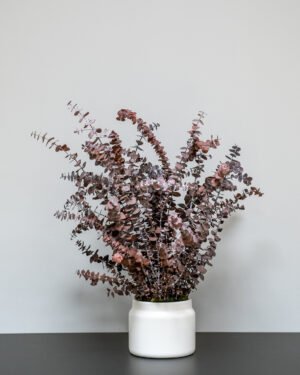 Forever Flora Dk