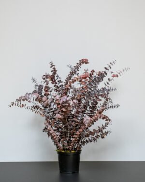 Forever Flora Dk