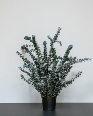 Forever Flora Dk
