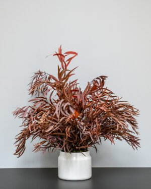 Eksklusiv Konserveret Eucalyptus Nicoli Potteplante – Naturtro Design (60/80 cm) 10 Forever Flora Dk