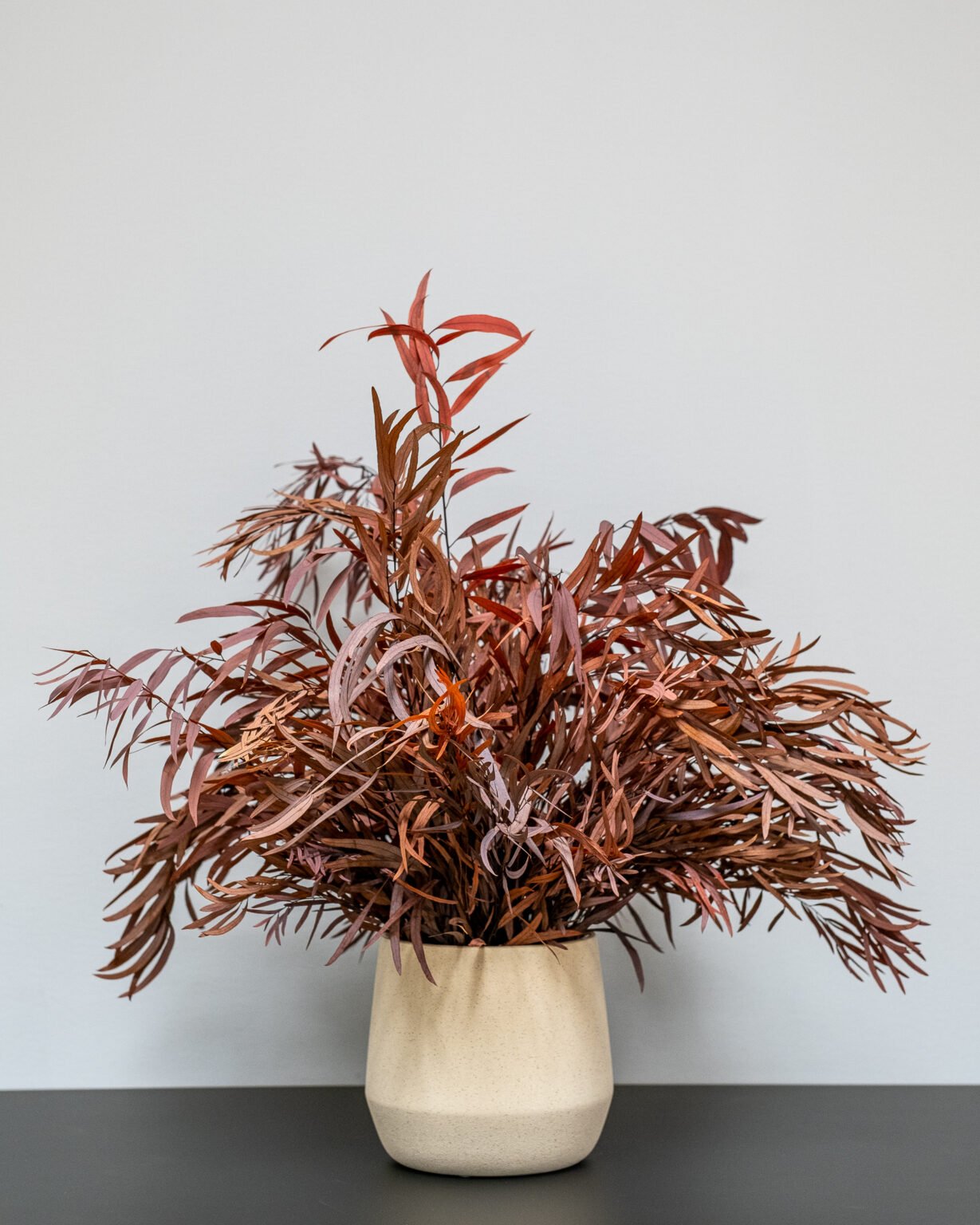 Stueplanter Eucalyptus Nicoli - Image 5