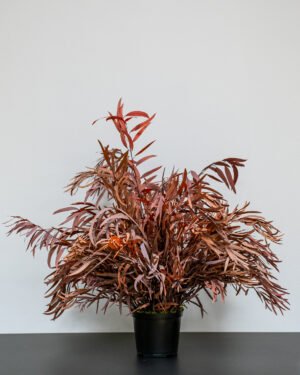 Eksklusiv Konserveret Eucalyptus Nicoli Potteplante – Naturtro Design (60/80 cm) 14 Forever Flora Dk