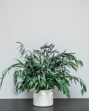 Eksklusiv Konserveret Eucalyptus Nicoli Potteplante – Naturtro Design (60/80 cm) 11 Forever Flora Dk