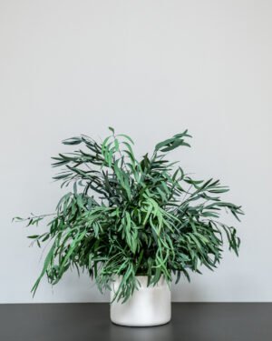 Konserveret Eucalyptus Nicoli Potteplante