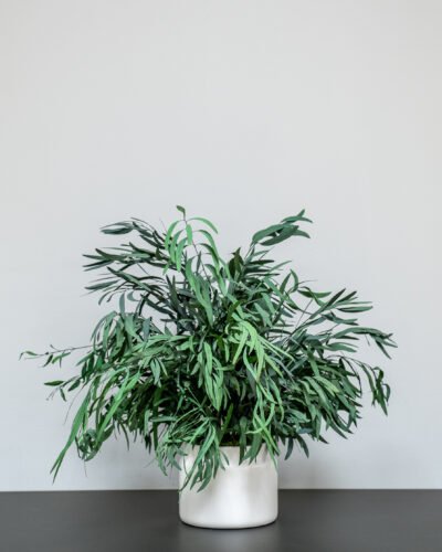 Konserveret Eucalyptus Nicoli Potteplante