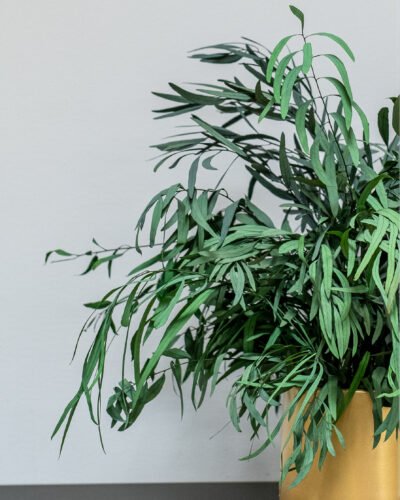 Alternative view of Eksklusiv Konserveret Eucalyptus Nicoli Potteplante – Naturtro Design (60/80 cm)