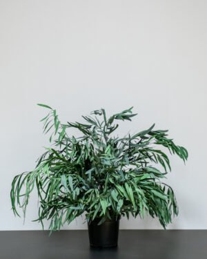 Eksklusiv Konserveret Eucalyptus Nicoli Potteplante – Naturtro Design (60/80 cm) 13 Forever Flora Dk