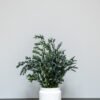 Vedligeholdelsesfri Stueplanter Parvifolia