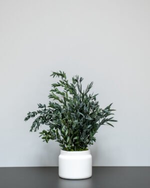 Konserveret Parvifolia