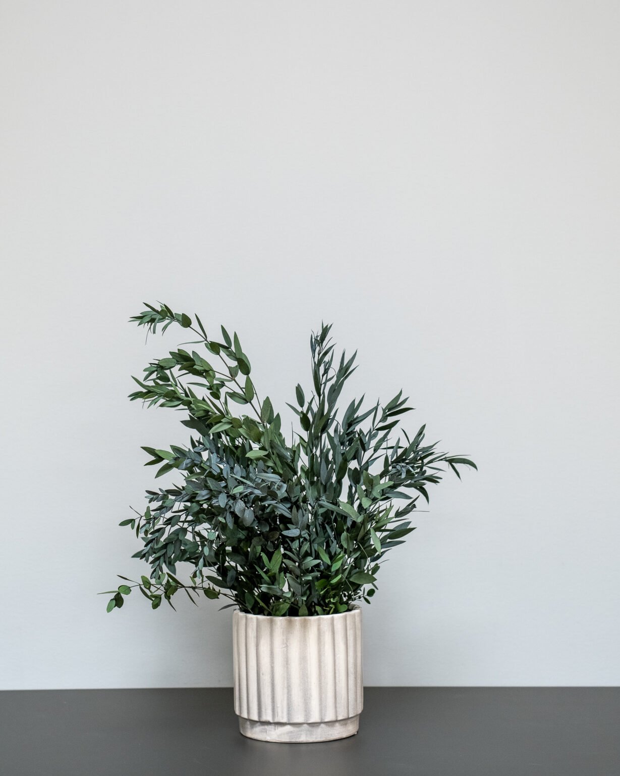 Vedligeholdelsesfri Stueplanter Parvifolia - Image 4